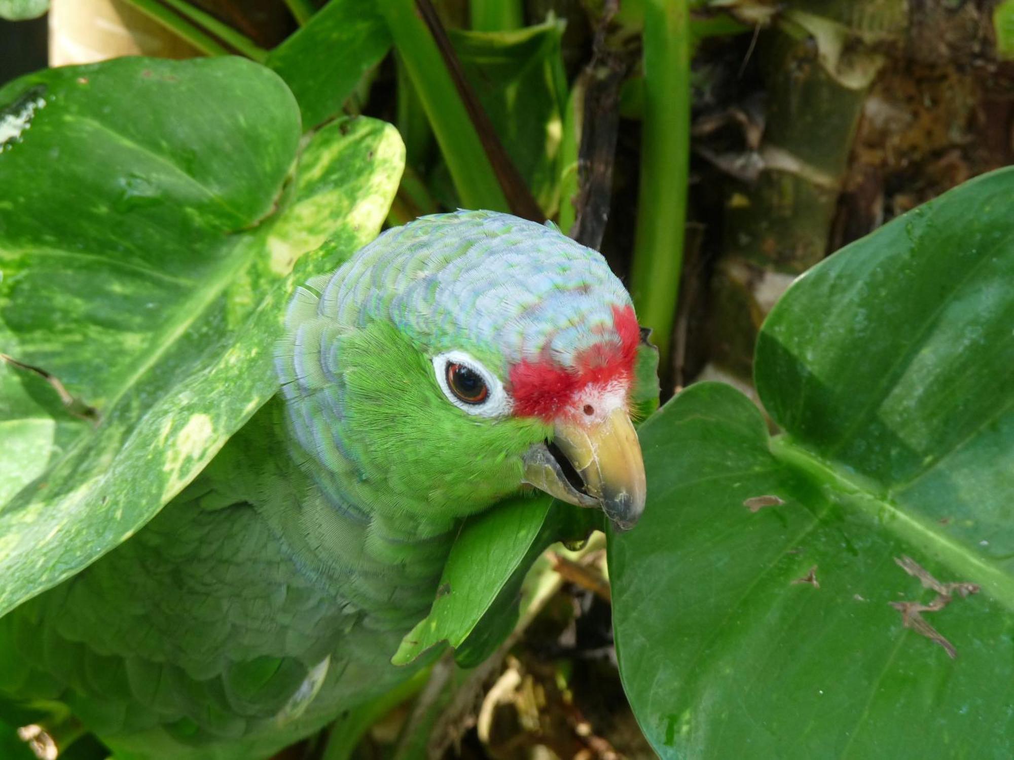 El Tucan Jungle Lodge Puerto Viejo de Talamanca Bagian luar foto