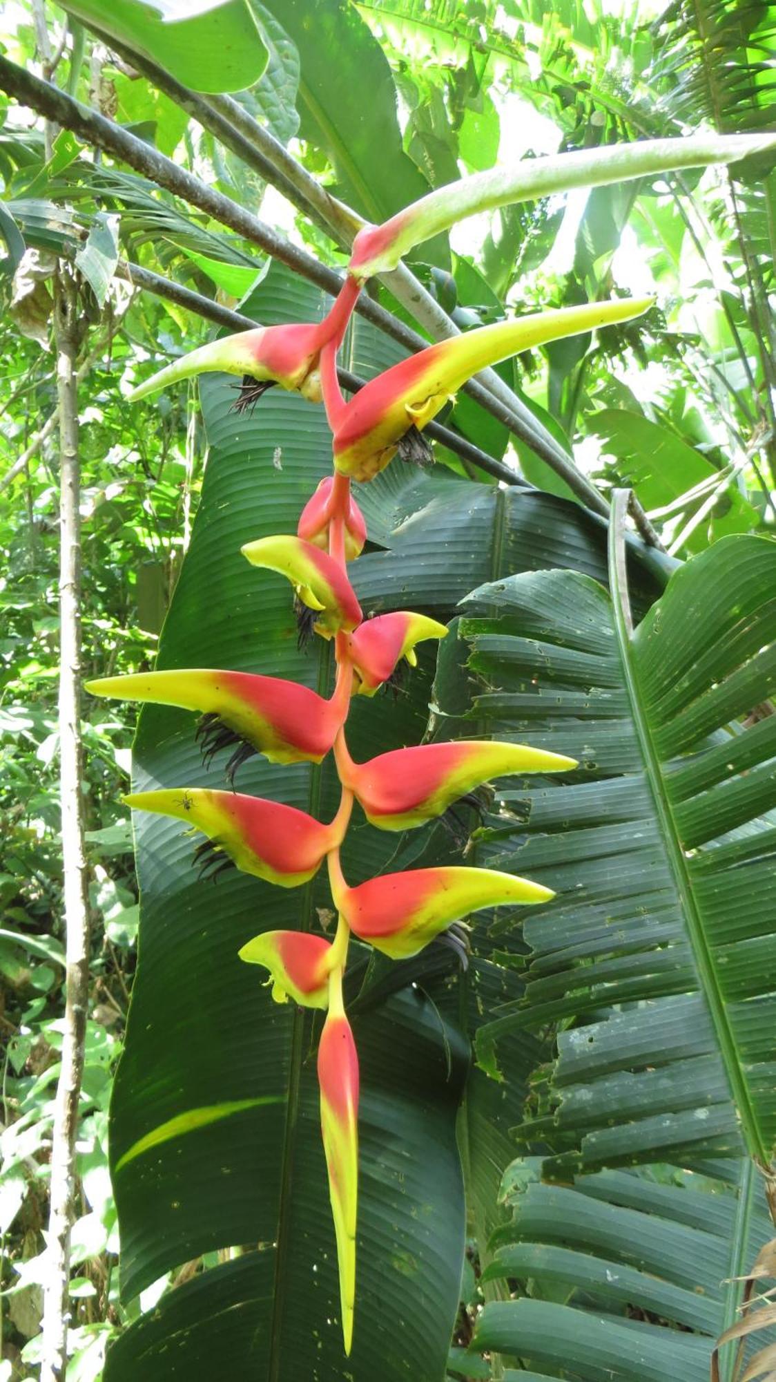 El Tucan Jungle Lodge Puerto Viejo de Talamanca Bagian luar foto