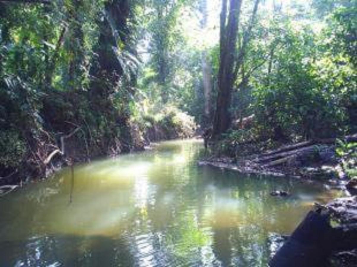 El Tucan Jungle Lodge Puerto Viejo de Talamanca Bagian luar foto